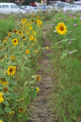 花いちもんめ♪