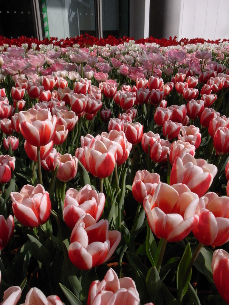 チューリップ！？