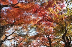 紅葉天井