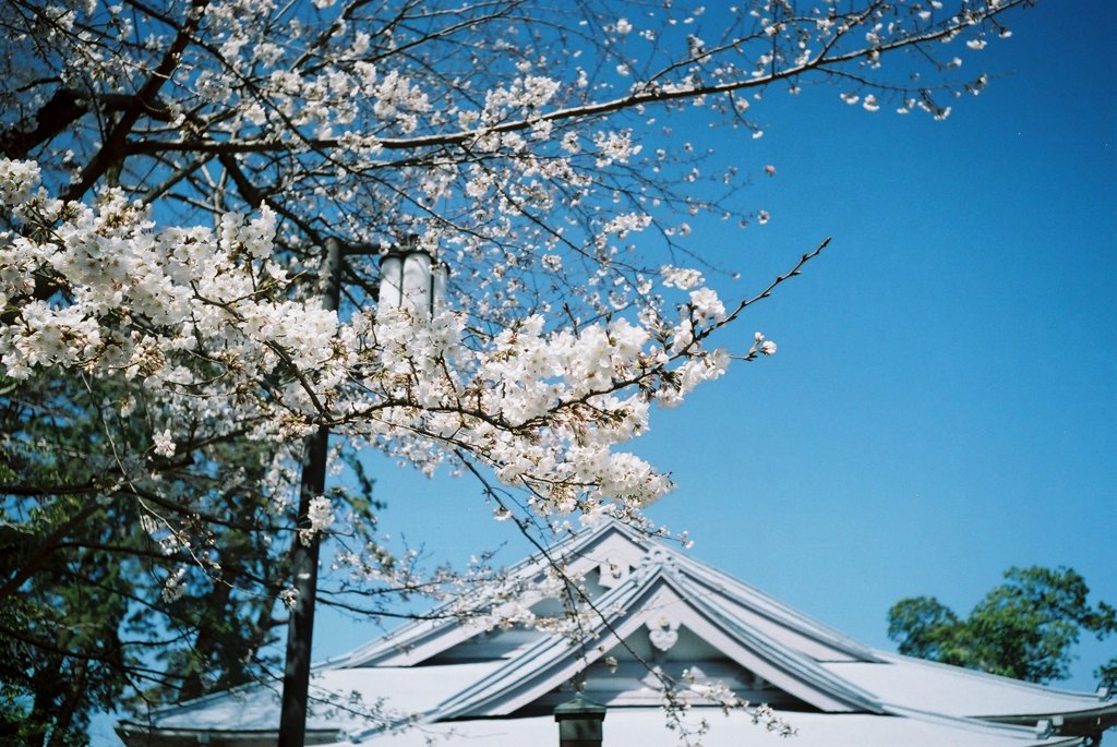 屋根と桜