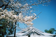 屋根と桜