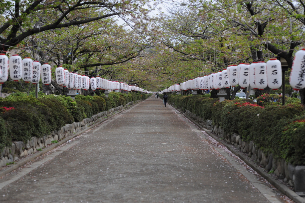 桜散っても。