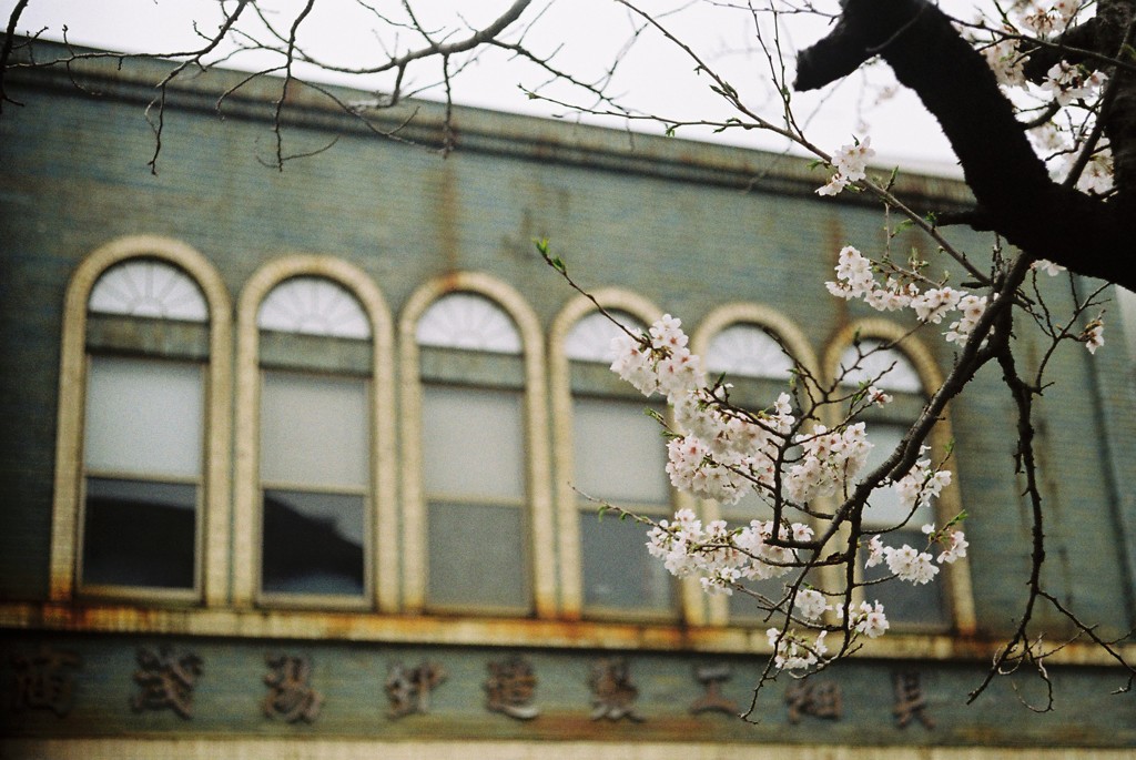 桜と建物