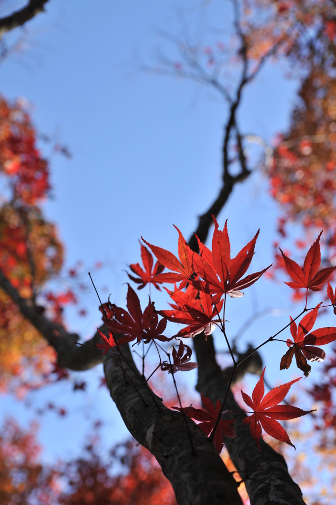 低めの紅葉