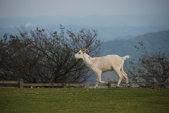 ヤギのスキップ！？