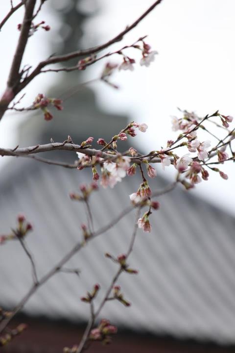 京都、清水寺にて桜。