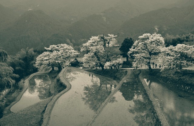 棚田の春