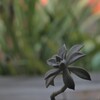 朧月