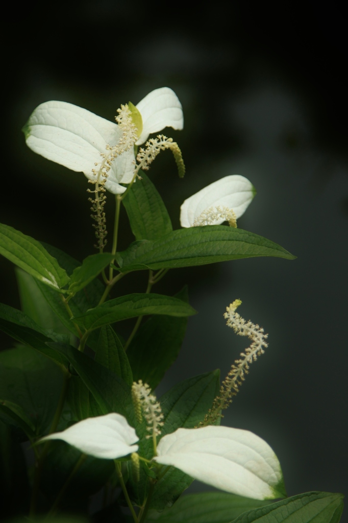 夏至に咲く花