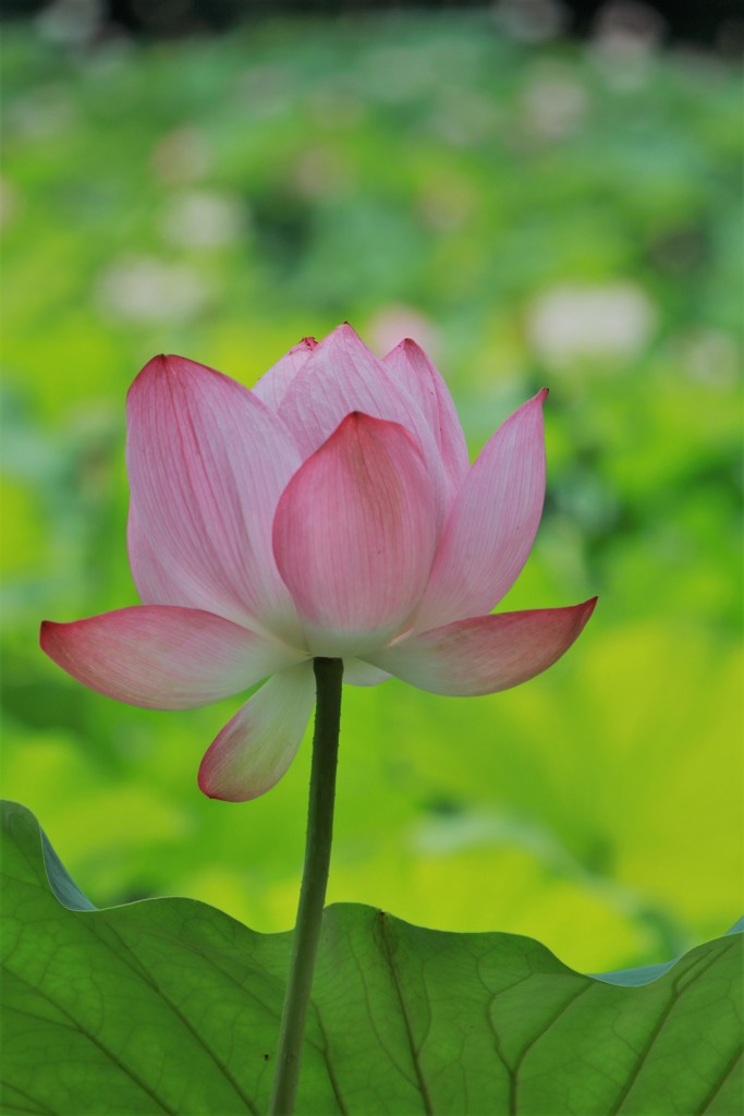 麗花