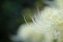 麗しく白き花