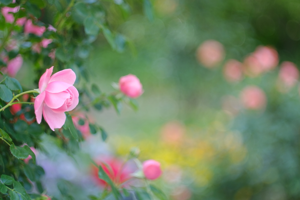 薔薇の囁き