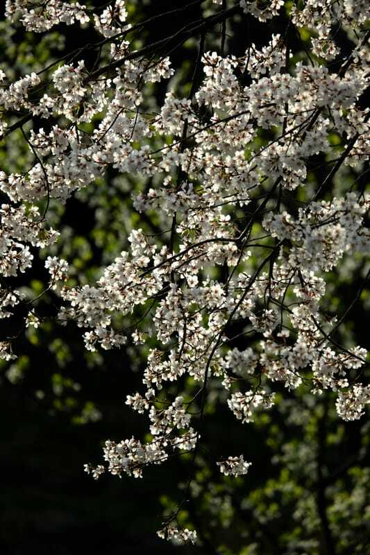 名残りの桜