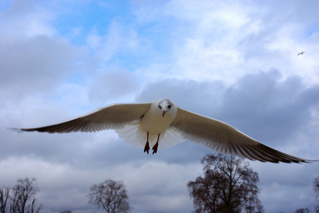 公園にいた鳥