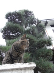 吾輩は猫である。名は・・・あんのかな？