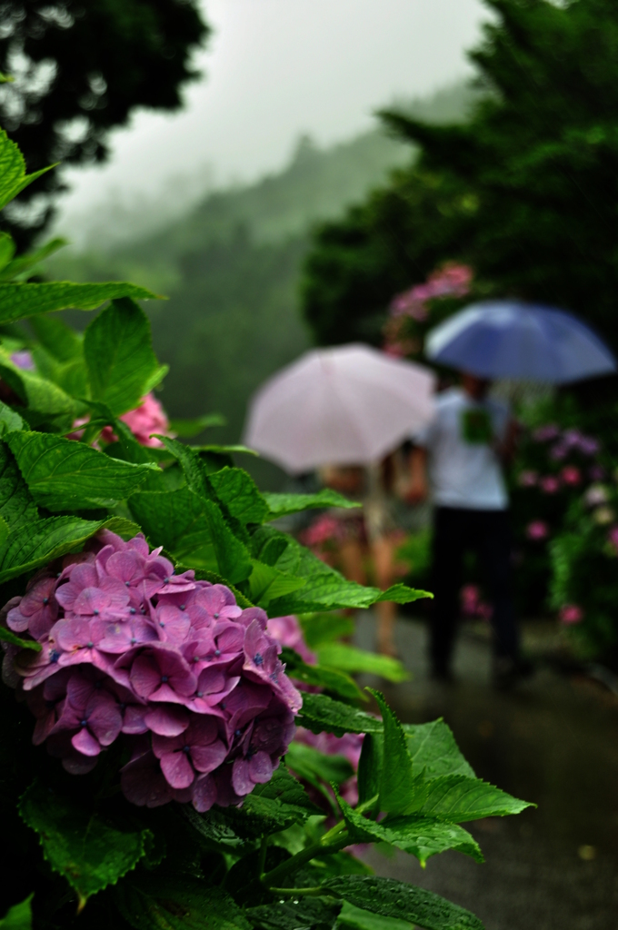 初夏の思い出