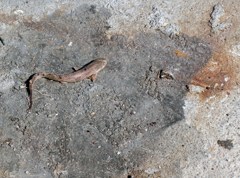 陸と魚