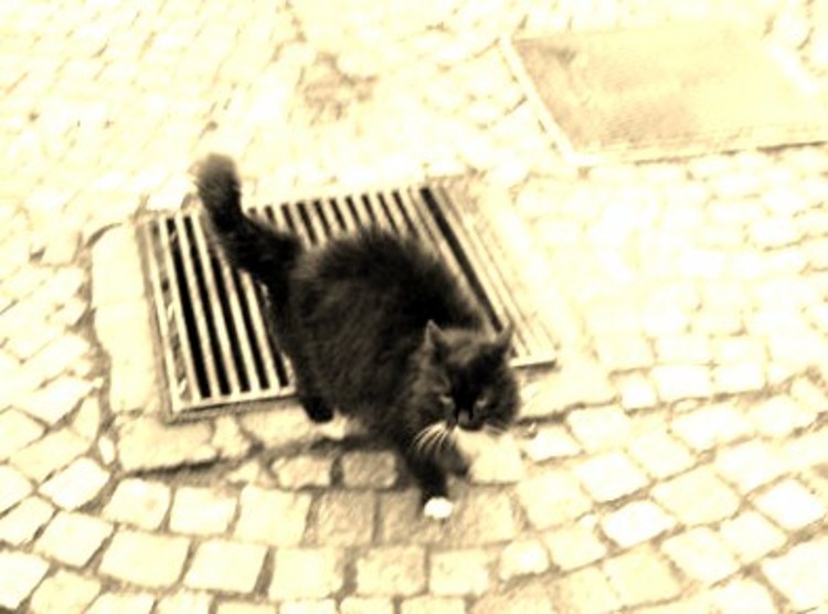 黒猫