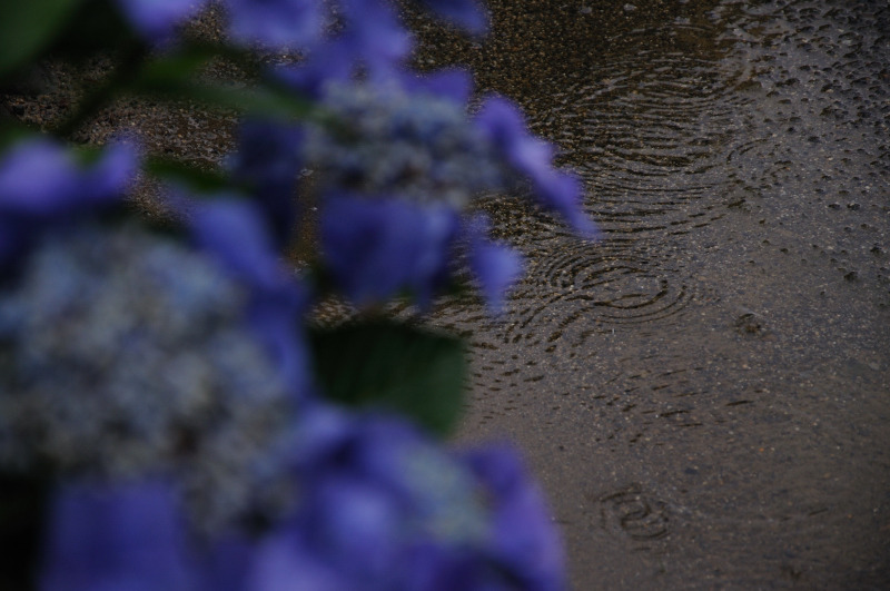 雨とアジサイ
