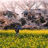 桜と菜の花