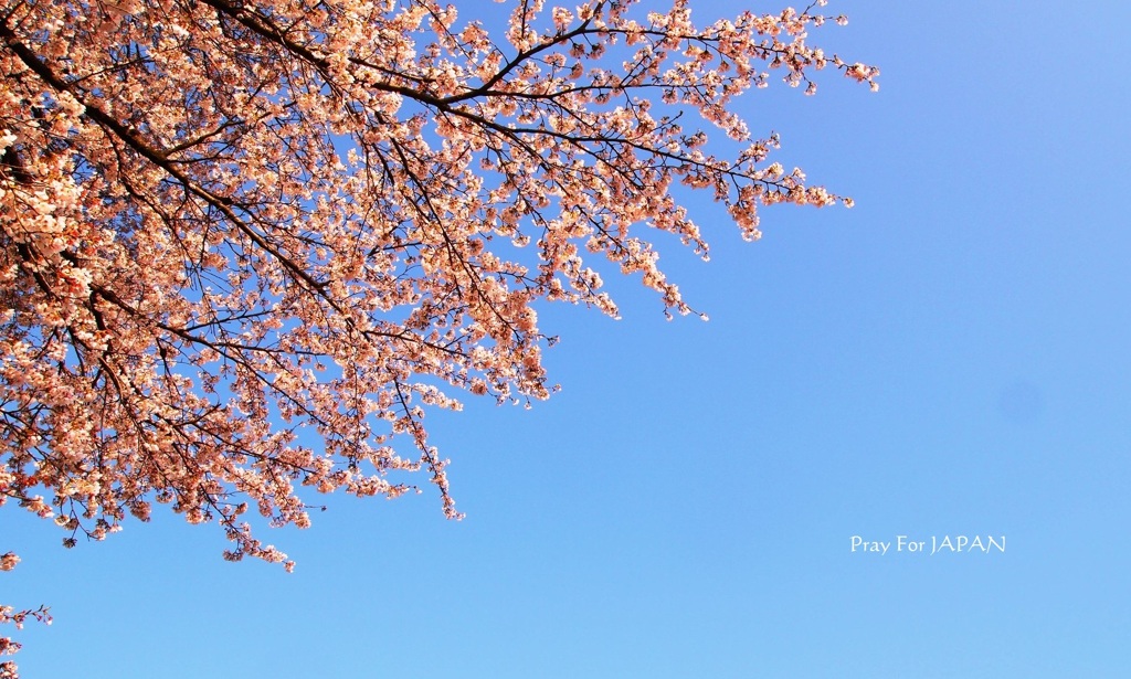 桜に願いを