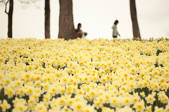 お花畑を歩いた日