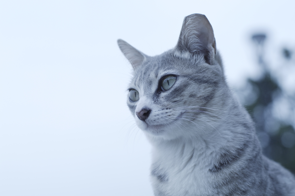 猫は猫でも
