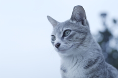 猫は猫でも