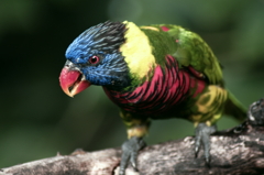 ゴシキセイガイインコ