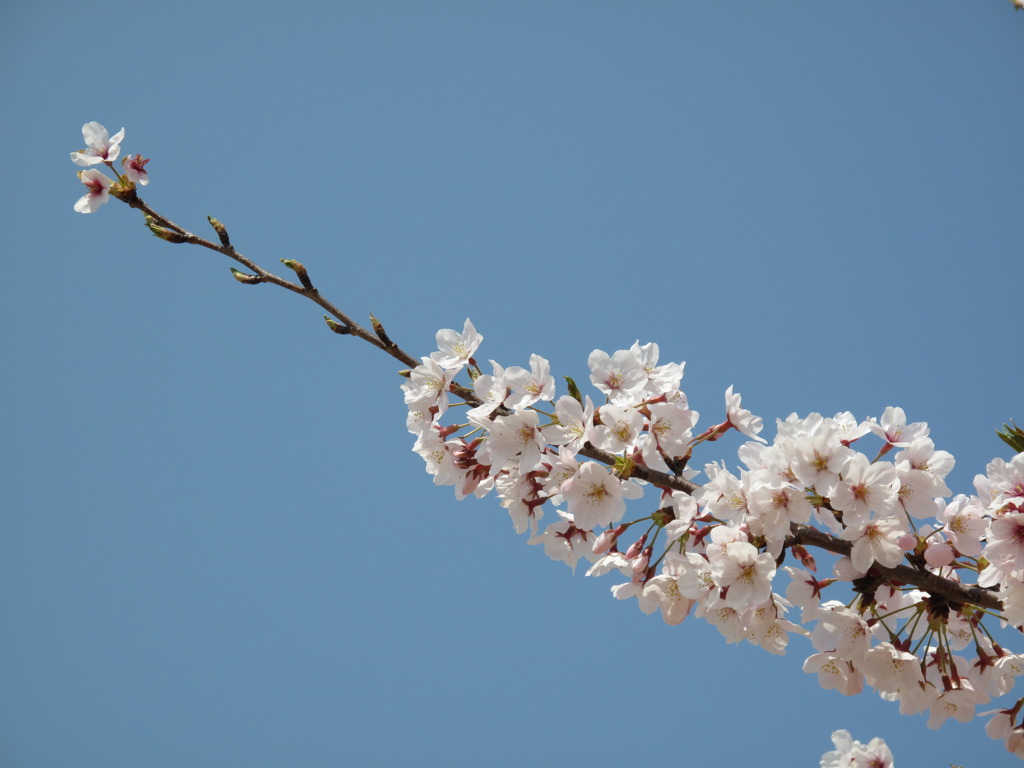一枝の桜