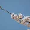 一枝の桜