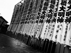 初猫写真