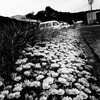 モノクロの世界に咲く