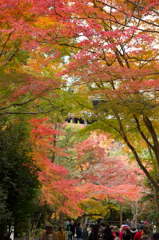 清水寺を見上げれば
