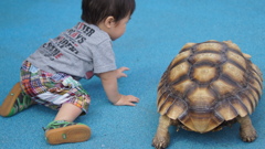 かめのものまね