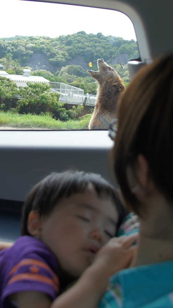 猛獣エリアで爆睡中