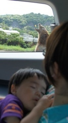 猛獣エリアで爆睡中