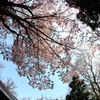 桜の天幕