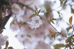 2012 5月 桜咲く