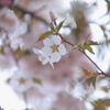 2012 5月 桜咲く