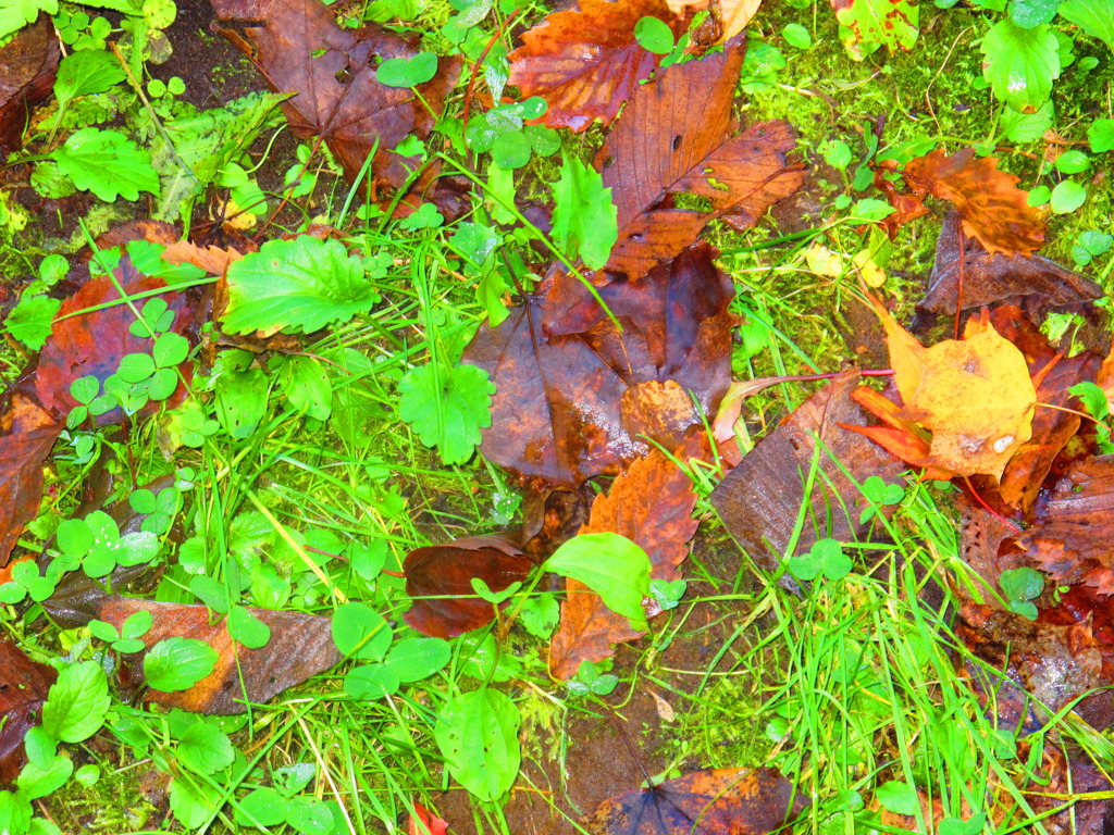 極彩色に彩る秋