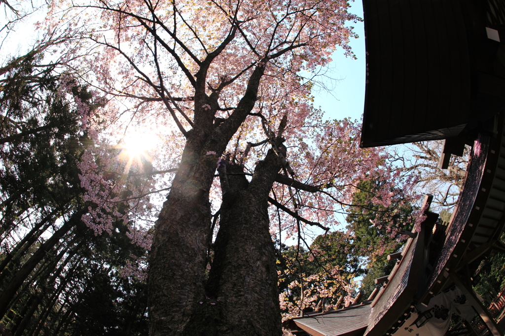 天を仰ぎ桜の雨を待つ。