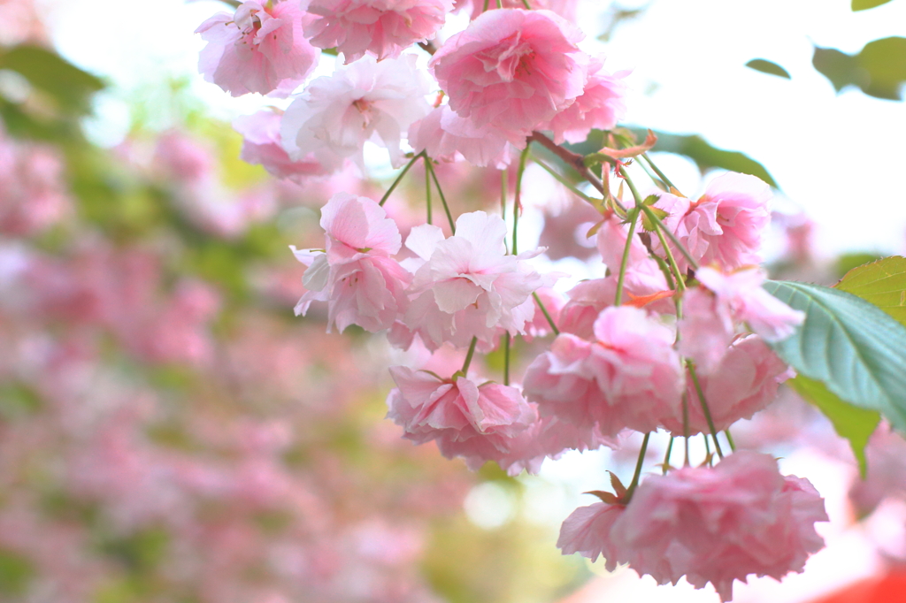 2012赤レンガ前_001