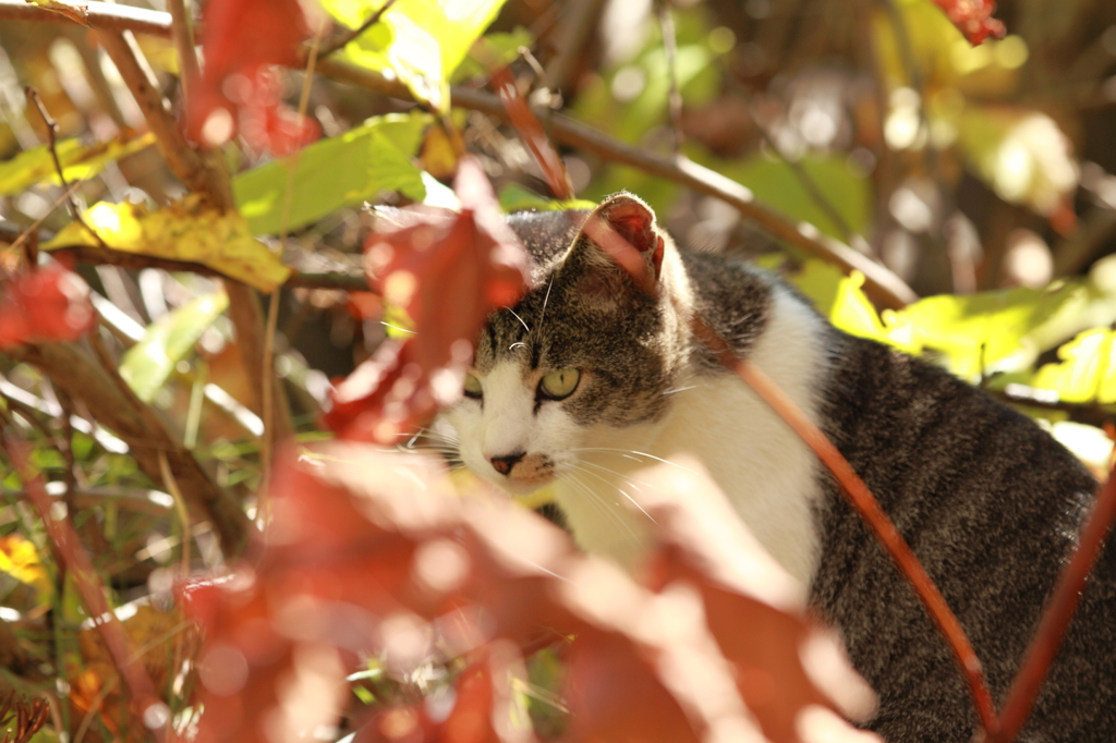 紅葉のかくれんぼ