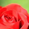 薔薇 -Red-