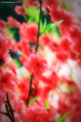 桜-RED1-