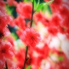 桜-RED1-
