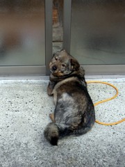 見返り犬