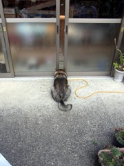覗犬