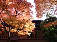 紅葉